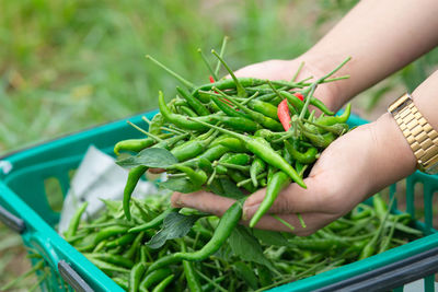 Cropped hand of person holding plant