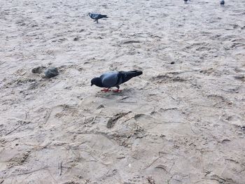 Bird on water