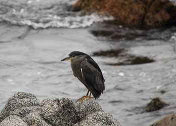 Close-up of bird perching on rock at beach