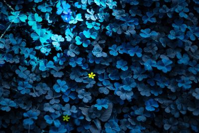 Full frame shot of blue flowering plants