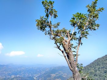 Low angle view of tree against sky