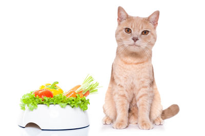 Portrait of a cat sitting on white background