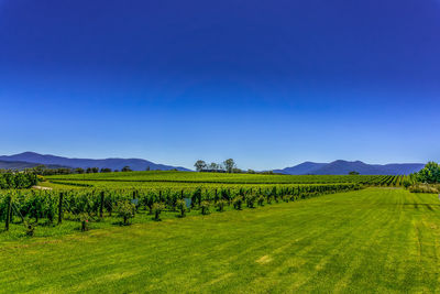 Scenic view of field against clear blue sky