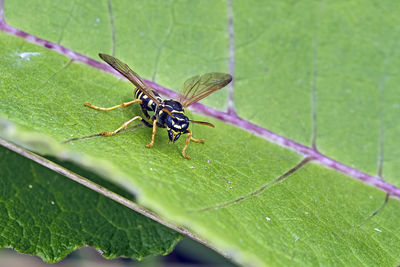 Close-up of insect on leaf