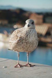 Close-up of seagull perching on roof