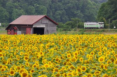 Yellow flowers growing on field