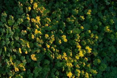 Close-up of yellow flowering plants