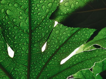 Close-up of water drops on leaves