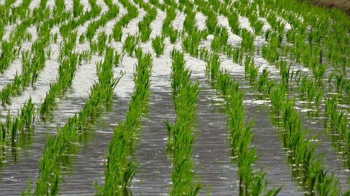 High angle view of rice paddy field