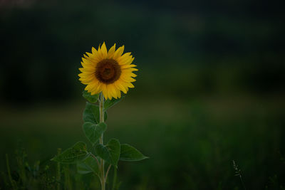 Close-up of sunflower on field