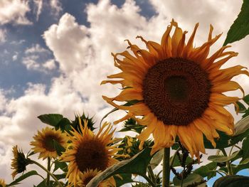 Close-up of sunflower blooming against sky