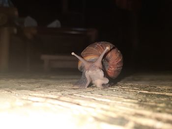 Close-up of an animal representation on floor