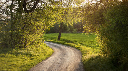 Road amidst plants and trees against sky