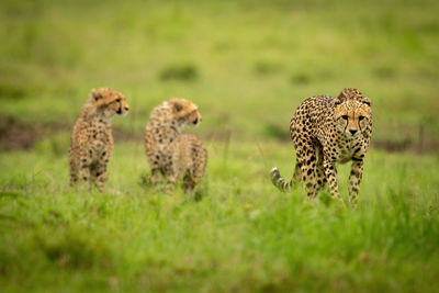 Two cubs stand behind cheetah in grass