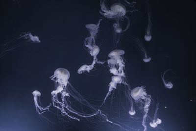 Close-up of jellyfish swimming in sea