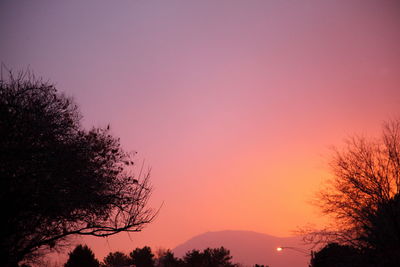 Low angle view of silhouette trees against clear sky