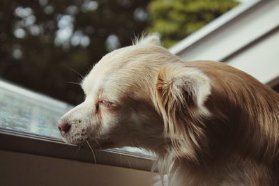 Close-up of dog looking away