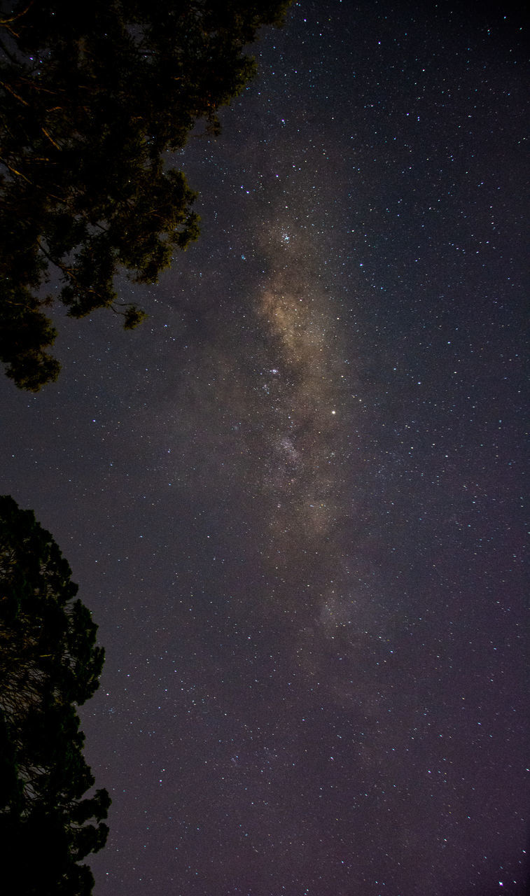 space, night, sky, star - space, astronomy, tree, beauty in nature, galaxy, plant, scenics - nature, star, nature, tranquility, low angle view, star field, no people, tranquil scene, outdoors, milky way, constellation