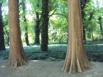 Trees in forest