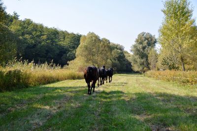 Rear view of horses walking on field against sky