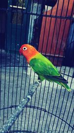 Close-up of parrot in cage