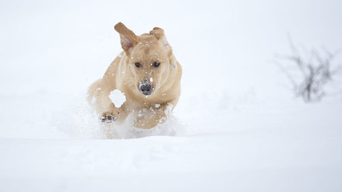 Dog in a snow
