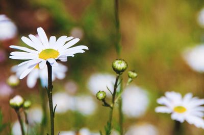 Close-up of white flowers blooming outdoors