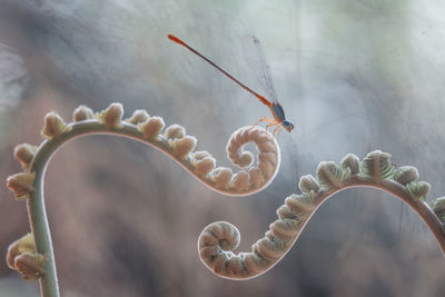 Damselflies on plants