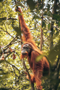 Low angle view of monkey on tree