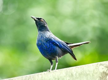 Close-up of bird perching