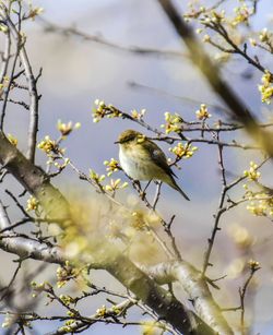 Bird perching on cherry blossom tree