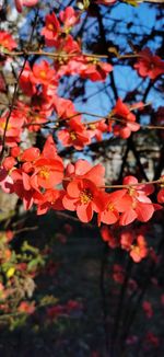 Close-up of orange flowering plant