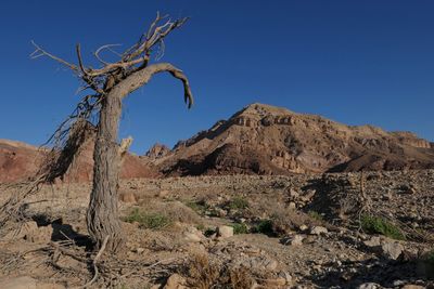 Dead tree in desert against clear blue sky
