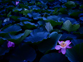 Close-up of purple flowering plants