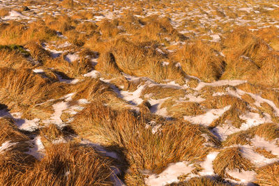 Full frame shot of snow covered land