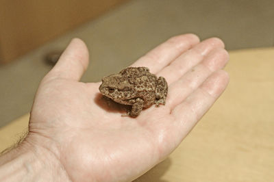 Cropped image of hand with frog