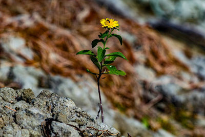 Close-up of flowering plant against rock