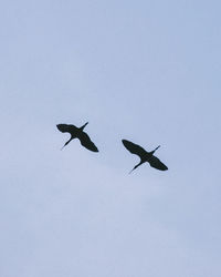 Low angle view of birds flying against clear sky