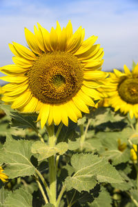 Close-up of yellow sunflower