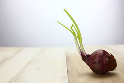 Close-up of banana on table