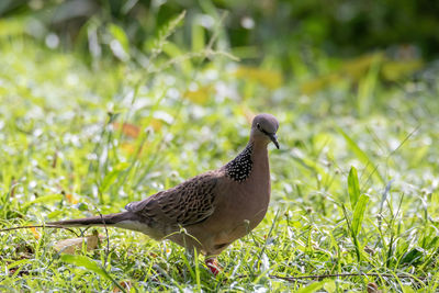 Bird perching on a field