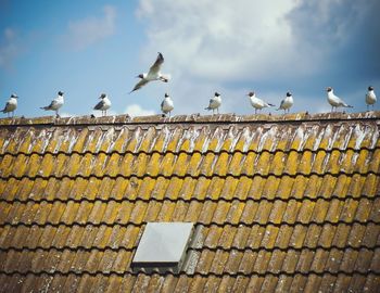 Low angle view of seagulls perching on rooftop against sky