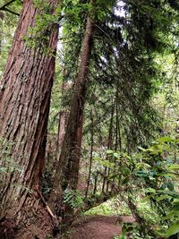 Low angle view of trees in forest