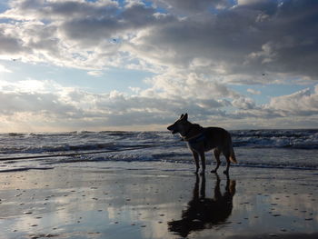 Dog standing on beach against sky during sunset