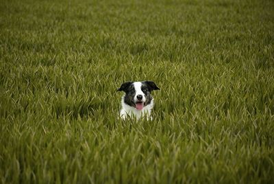 Portrait of dog on grassy field