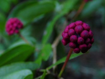 Close-up of flowers blooming outdoors