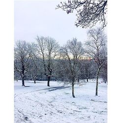 Bare trees on snow covered field