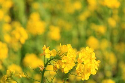 Close-up of yellow flowering plants on field