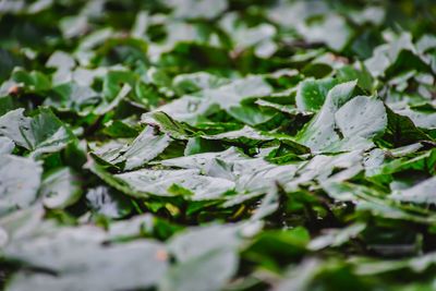 Close-up of snow on leaves