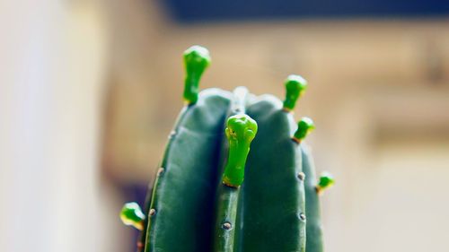 Close-up of succulent plant